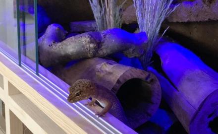 Ein Gecko in einem Terrarium