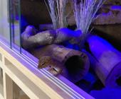 Ein Gecko in einem Terrarium